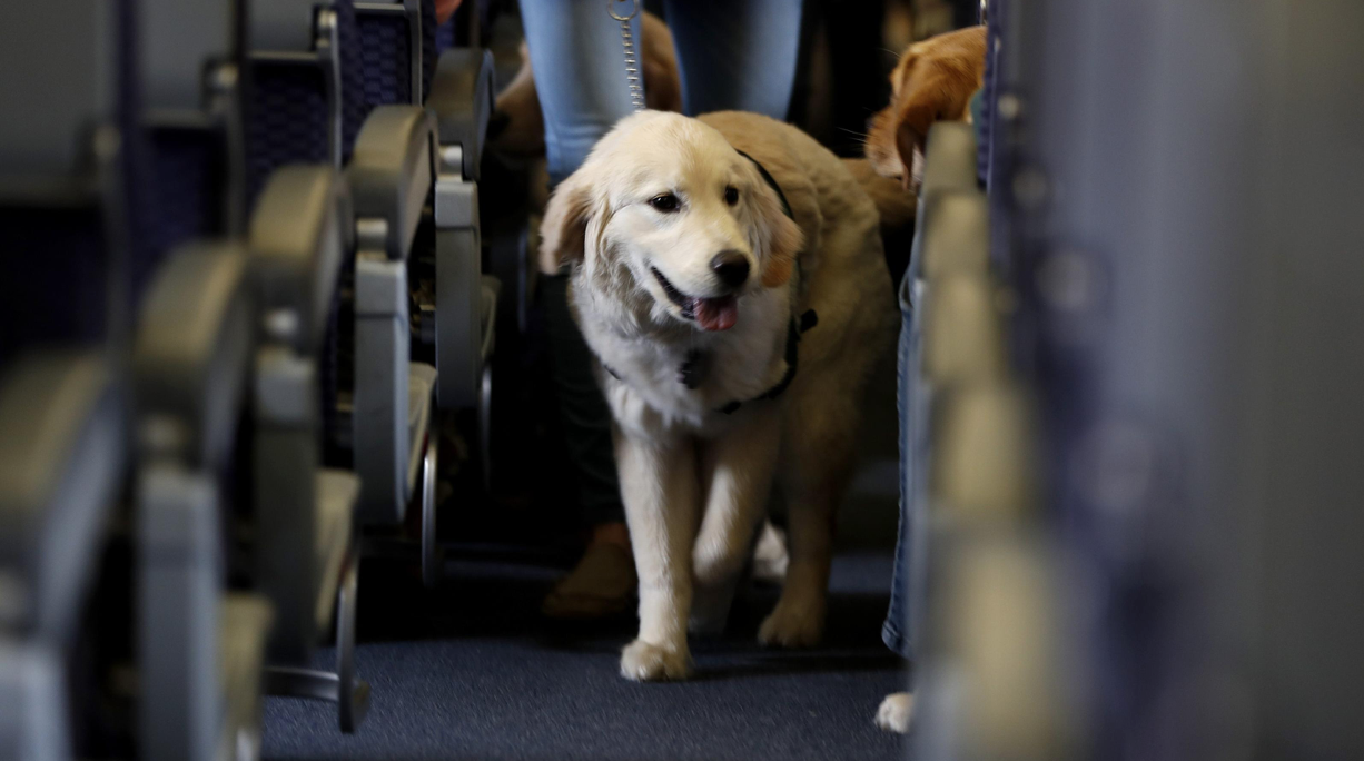 Flying With an Emotional Support Animal (ESA)? What You Need to Know!